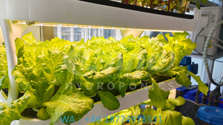 Agriculture Farming Systems - c Agriculture Machine to Growing VegetableLettuce