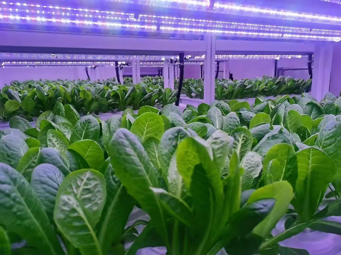 f Greenhouse Agricultural Equi - Agriculture Farming Systems 评论和价格